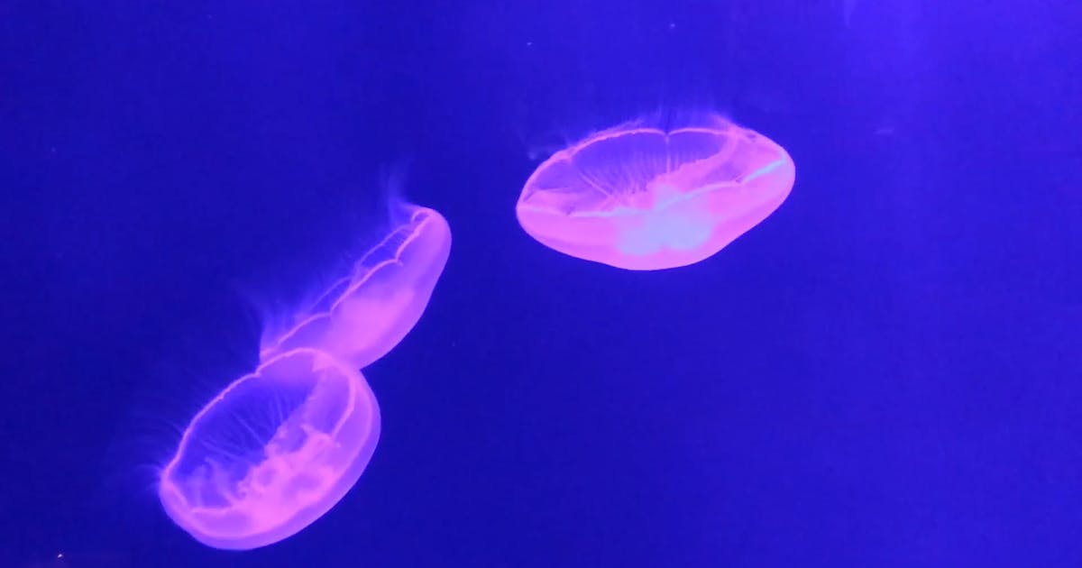 Jellyfish