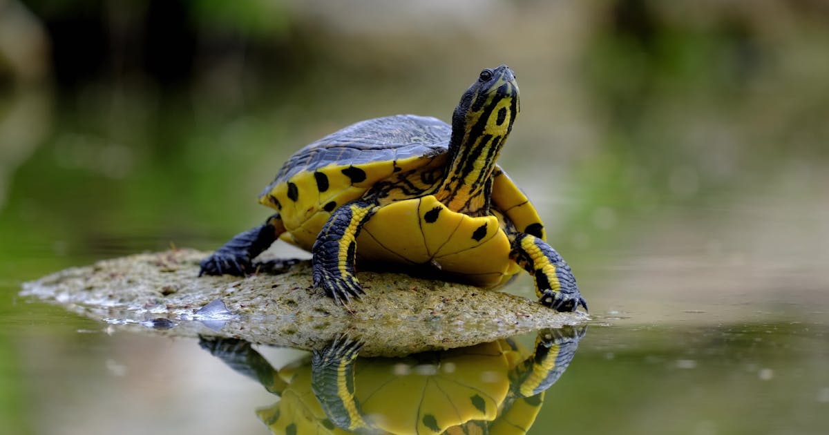 Timmy's Curious Shell