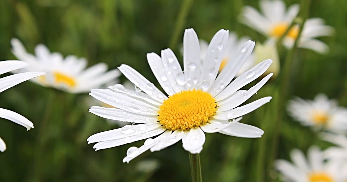 Part 3: The Bright Flower