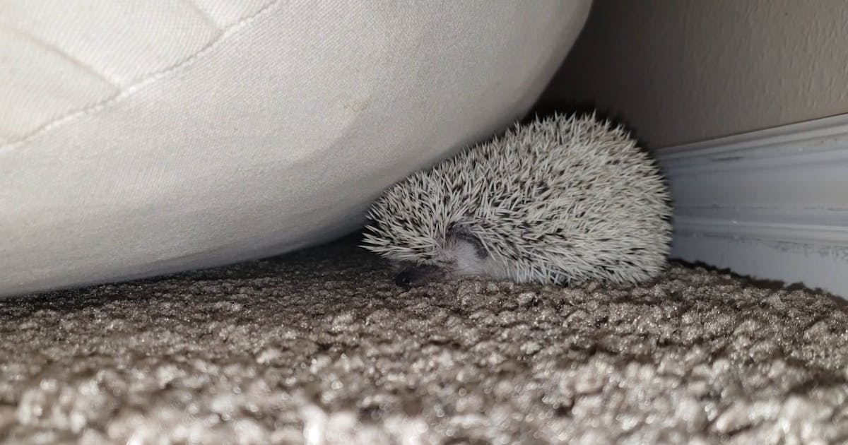 Part 2: The Soft Nest