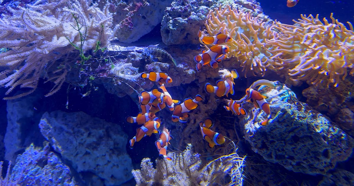 The Coral Reef Adventure