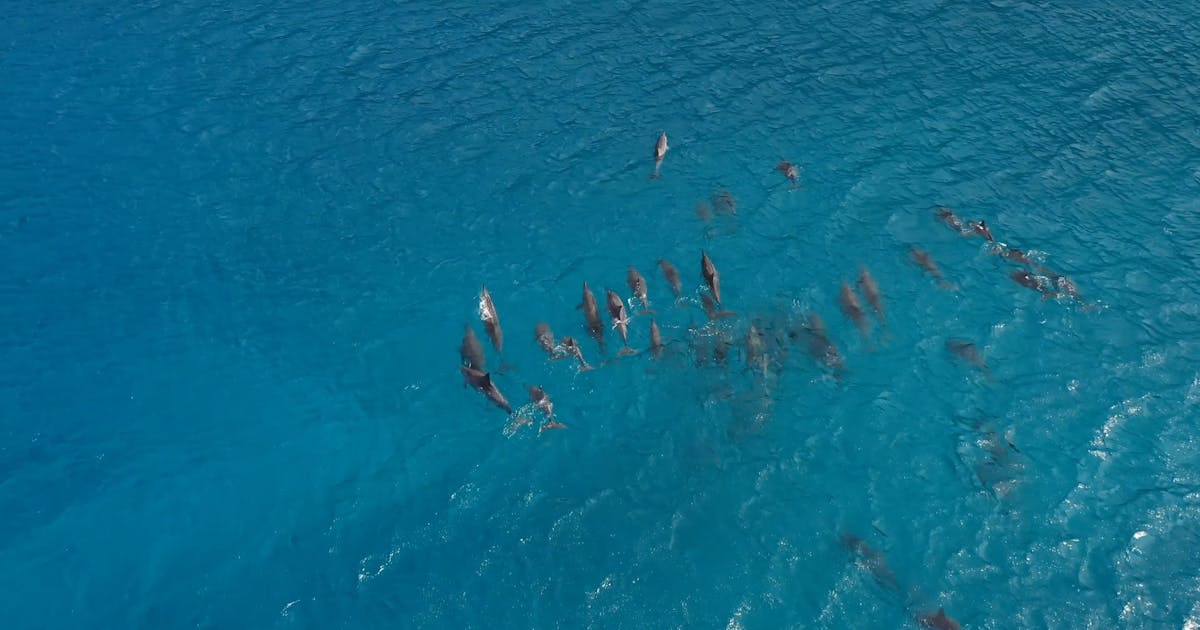 Chapter 2: Meeting the Marine Animals